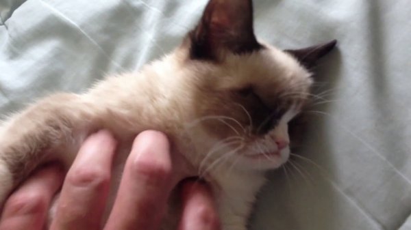 Самый сердитый кот в мире стал телезвездой