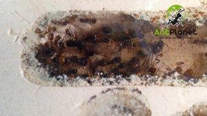 В колониях появились крылатые самки и самцы