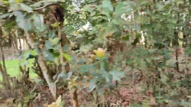 #কৰদৈ##Carambola,also known as star fruit, is the fruit of Averrhoa carambola смотреть онлайн