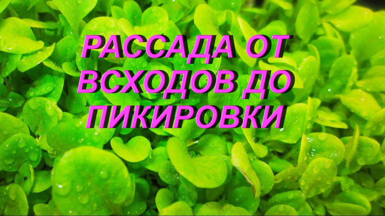 ДНЕВНИК ТАБАКОВОДА № 62 ( От всходов до пикировки 16.03. ) ТАБАК