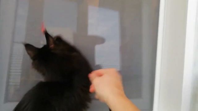 Черный солид (n) коты 6 месяцев, номер 2303 с лева и 2304 с права смотреть онлайн