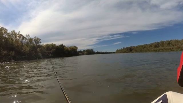 СУДАК МОНСТР ПОЙМАН на поролон. Сазан на макуху лакомка. Лещ. Карась смотреть онлайн