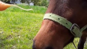 Лошадь кусается. Причины. Как отучить. / Конь  / Воспитание