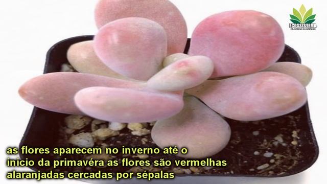Pachyphytum oviferum Característica e informações смотреть онлайн