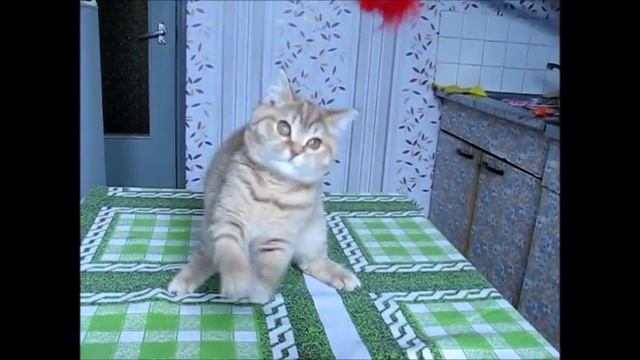 Очаровашка Фэнси! Британский котенок из питомника. смотреть онлайн