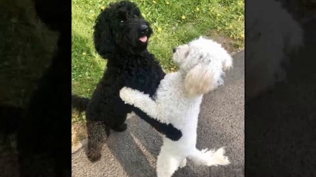 Кокапу братья узнали друг друга, когда случайно встретились на улице смотреть онлайн