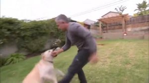 Лабрадор кусает