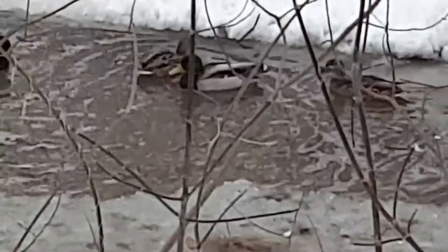 Стерлитамак. Релакс с дикими утками. смотреть онлайн