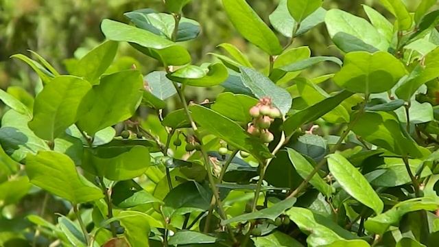 Gaultheria Shallon