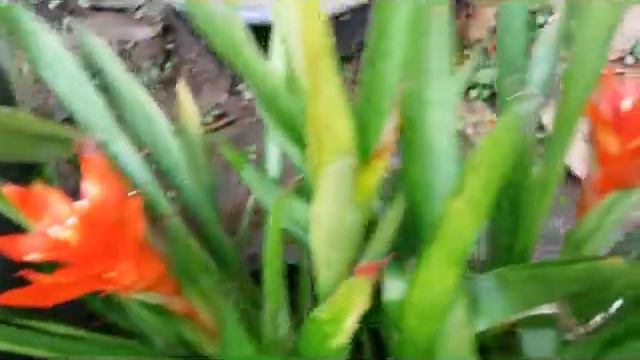 Bromelia flowering plant - red flowers - Red Bromeliad Flower смотреть онлайн