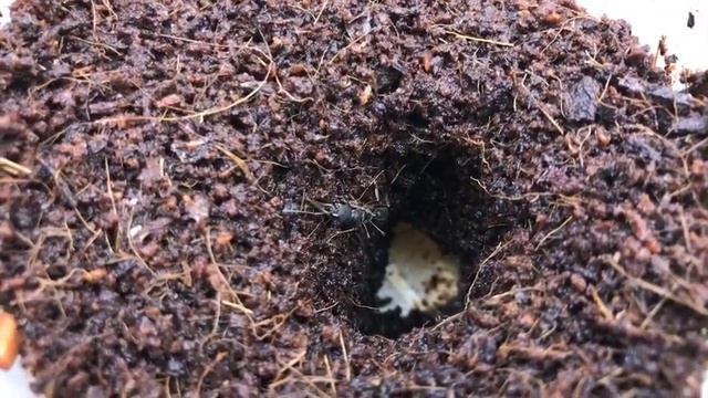 Муравьёв Harpegnathos Venator содержать дома реально
