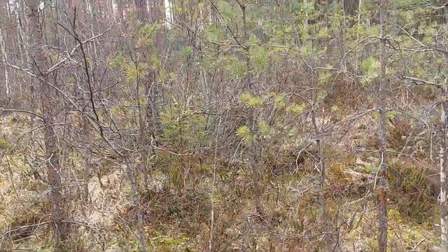 Весенний рог лося в Лен.области . смотреть онлайн