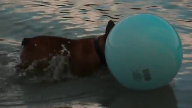 Jack Daniels - 12 Months Old French Bulldog Chases Big Ball in Lake Charlevoix смотреть онлайн
