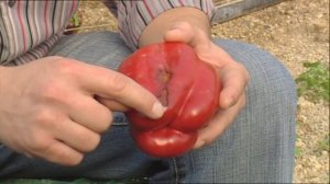 Удобрения Омекс