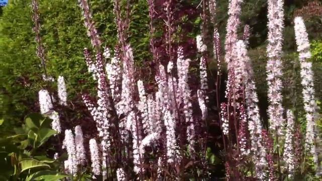 Cimicifuga (actea) Atropurpurea.MOV