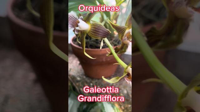 Galeottia Grandiflora