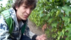 Виноград  ГФ Нежность или Гурман Ранний?