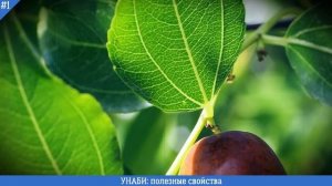 УНАБИ ПОЛЕЗНЫЕ СВОЙСТВА | УНАБИ ЗИЗИФУС КИТАЙСКИЙ ФИНИК – КАКАЯ ПОЛЬЗА | ЗИЗИФУС ПОЛЕЗНЫЕ СВОЙСТВА