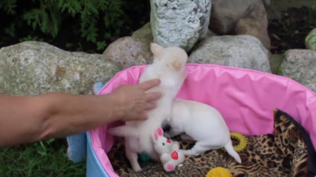 Кремовый мальчик чихуахуа смотреть онлайн