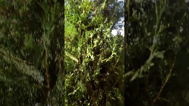 Туя на даче смотреть онлайн