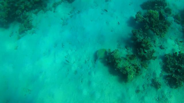 Zwischenstand Schnorchelvideo Red Sea Soma Bay September 2012 смотреть онлайн