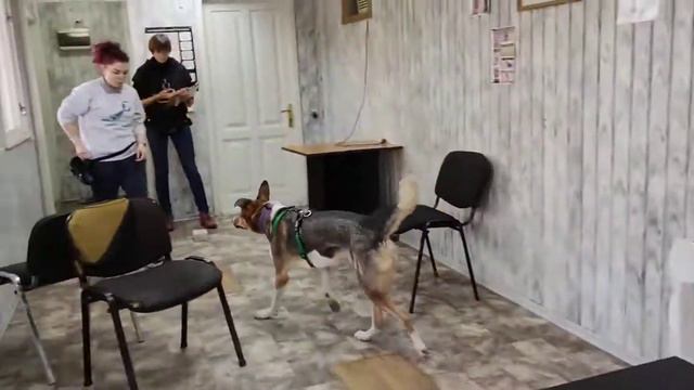 Ноузворк соревнования, Кубок Днепра, Кукки и Тамила, Класс 1, категория помещения, 1 место смотреть онлайн