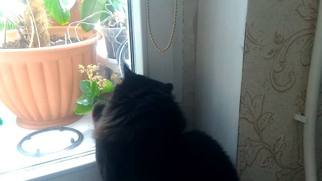 Кысонька Алисонька. Кошке 11 лет, а играет как молодка 🐈😄🐱 смотреть онлайн