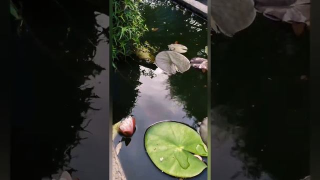 Наталья Спасина. "Лотос любви". Indian dance. Top!#beautifullpoetry#reincarnation#love#passionate смотреть онлайн