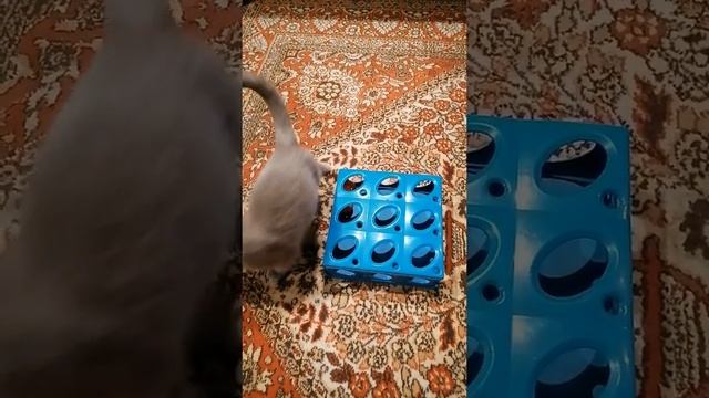 Интерактивная игра для кошек смотреть онлайн