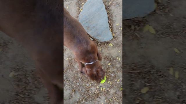 My patterdale terrier dog trying to put 2 tennis balls in her mouth. 🤣 смотреть онлайн