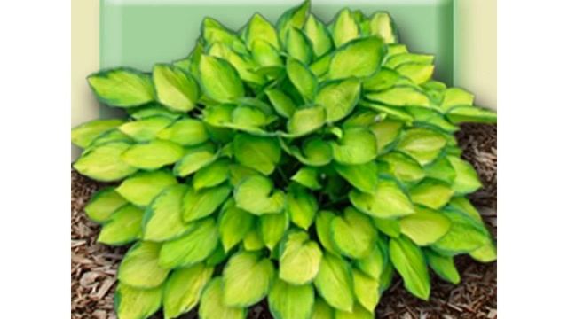 Сорта Хост часть 2 Hosta Varieties смотреть онлайн