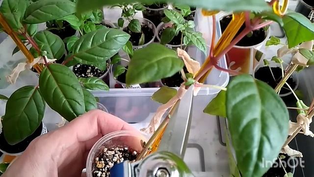 Фуксию формирую на штамб... смотреть онлайн