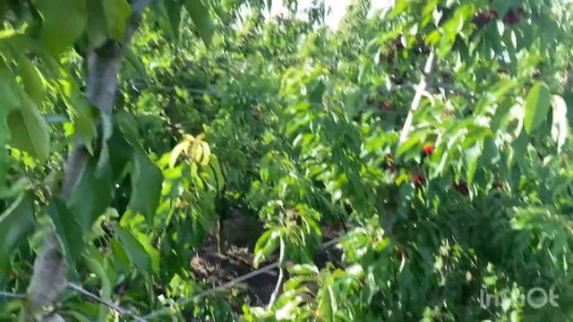 Сезонная работа - сбор черешни смотреть онлайн