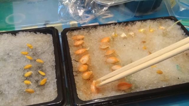 Прививка арбуза и дыни на лагенарию и тыкву. Часть первая. смотреть онлайн