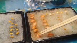 Прививка арбуза и дыни на лагенарию и тыкву. Часть первая.