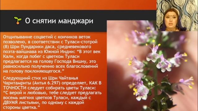 ВСЁ о прищипывании Туласи, сборе и предложении Её листьев и манджари смотреть онлайн