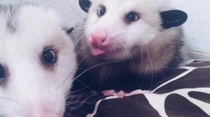 Домашний опоссум! Как содержать такого питомца? Уход за опоссумом.