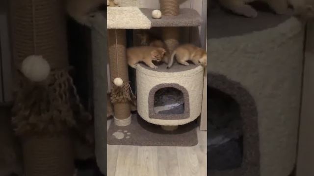 Британские котята.Золотая шиншилла.Рождены 23 октября 2022г.Продажа. смотреть онлайн