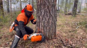 Лучшая пила для леса STIHL MS 462