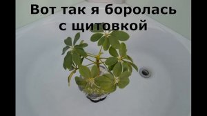 Щитовка на шефлере / shield on Shefler