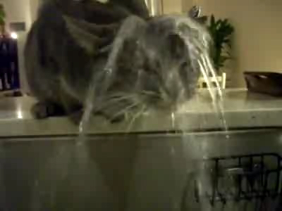 Кошачий душ смотреть онлайн