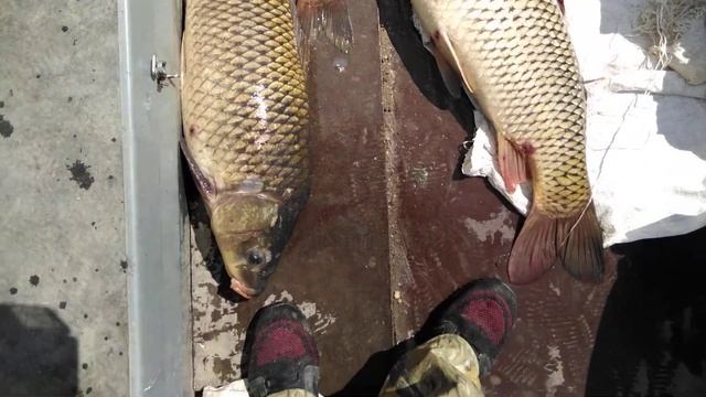 Сазаны Амура... Рыбалка на Амуре. смотреть онлайн