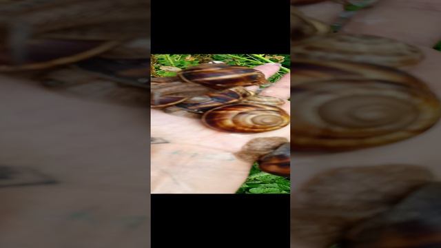 VID20240805102053.mp4
