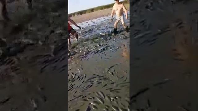 РЫБАЛКА В КАЗАХСТАНЕ. ТАРАЗ. Острогой Сачком Руками Змееголов Амур Сазан смотреть онлайн