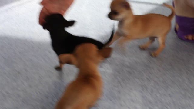 Апирина Мексикано Хамер, Хан Золото Персии, Хенди Блэк Найт29052012 смотреть онлайн