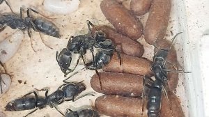 Близкий родственник динозавровуму муравью( Dinoponera gigantea )     Pachycondyla Crassinoda )