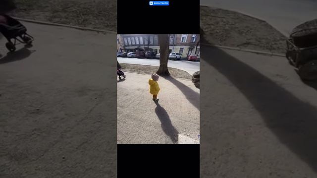 Собачья упряжка в Пскове смотреть онлайн