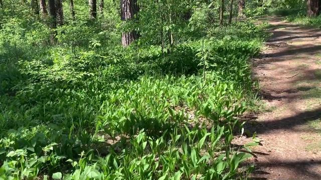 Поездка в лес: поляна ландышей и первые маслята смотреть онлайн
