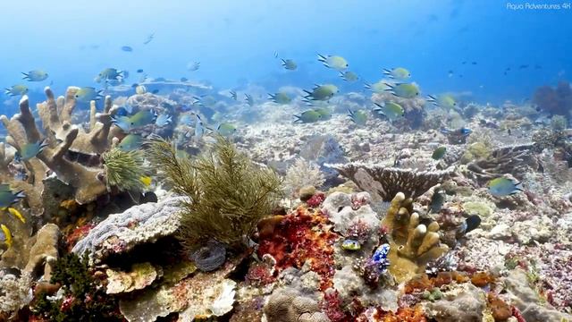 [NEW] 11HRS Stunning 4K Underwater Wonders + Relaxing Music | Coral Reefs & Colorful Sea Life