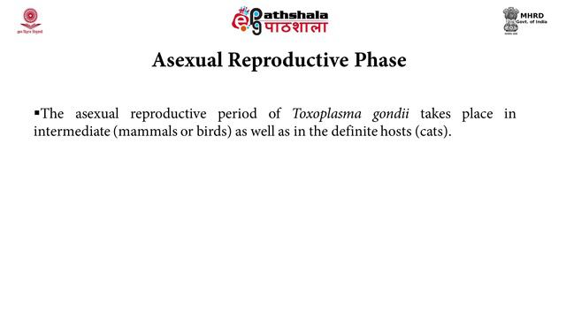 Morphology, life cycle mode of infection of Toxoplasma смотреть онлайн